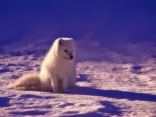 Arctic National Wildlife Refuge, Arctic River Guides