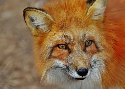 Red Fox Arctic National Wildlife Refuge