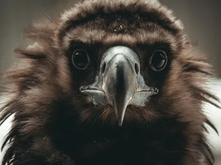 Birding in Gates of the Arctic