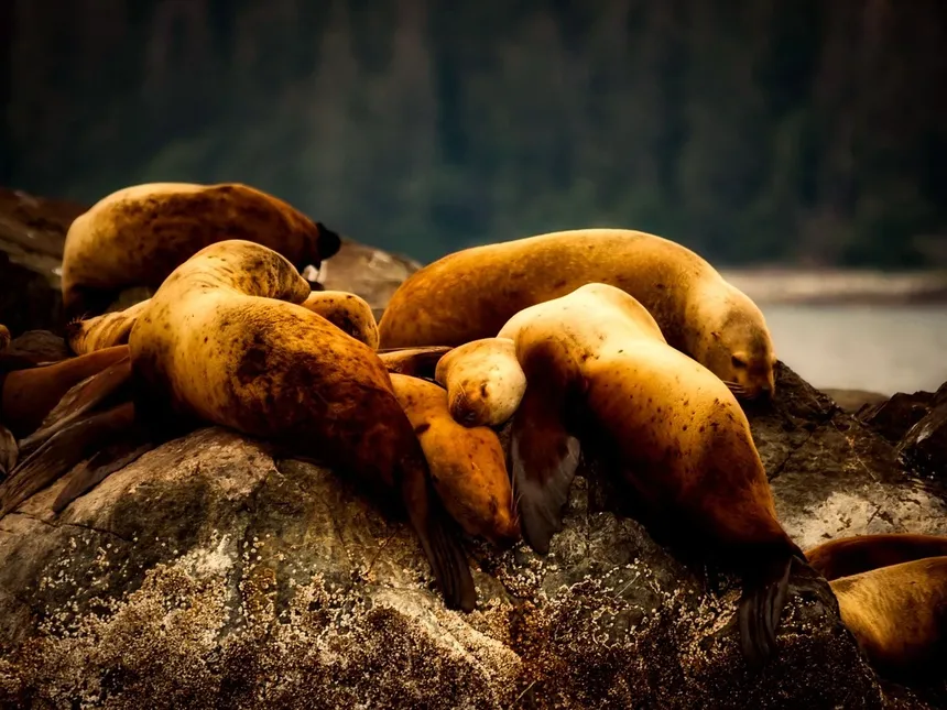 Alaska River Trips
