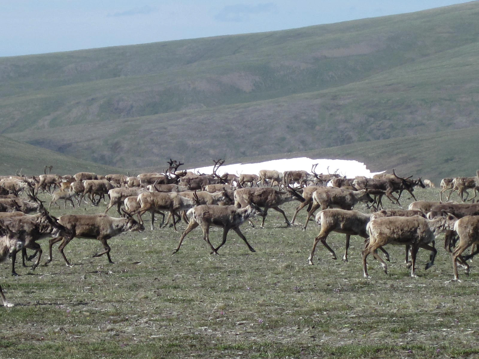 Porcupine Caribou Herd